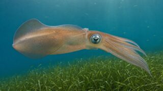 秋の瀬戸内海の水中でアマモ場の上を泳ぐアオリイカ。胴の全周にひれが広がる