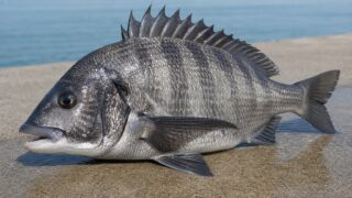 日中の堤防のコンクリートに横たえられた40cmほどのクロダイ（チヌ）
