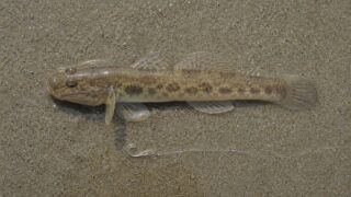 河口の浅瀬で釣れた小さなマハゼと、ちょい投げ仕掛けの俯瞰