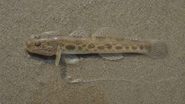 河口の浅瀬で釣れた小さなマハゼと、ちょい投げ仕掛けの俯瞰