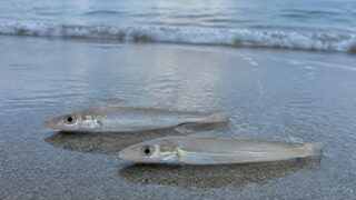夕方の砂浜に置かれた2尾のシロギスと打ち寄せる波