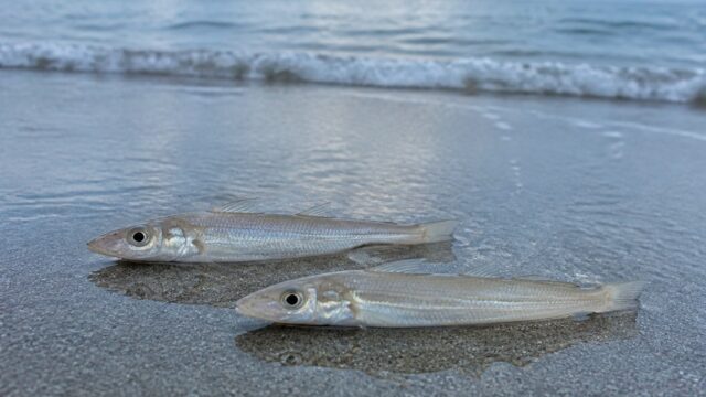 夕方の砂浜に置かれた2尾のシロギスと打ち寄せる波