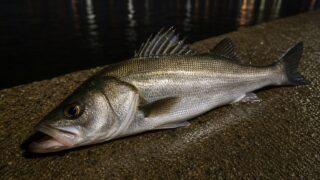 夜の河口の岸壁に横たえられた、釣り上げたばかりの60cmほどのシーバス