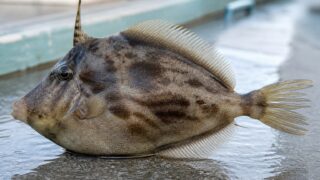 遊漁船のデッキに置かれた、ひし形の体に小さなおちょぼ口を持つカワハギ