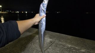 夜の堤防でヘッドライトに照らされ銀色に輝くタチウオを手で掲げる釣り人