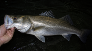 冬の夜、下顎を持って掲げたシーバス（マルスズキ）の魚体クローズアップ