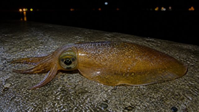 夜の堤防のコンクリートに横たえた1杯のアオリイカを、水平に近い目線から中景で写した写真